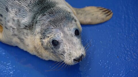 Rescuing Cute Baby Seal Pups | BBC Earth