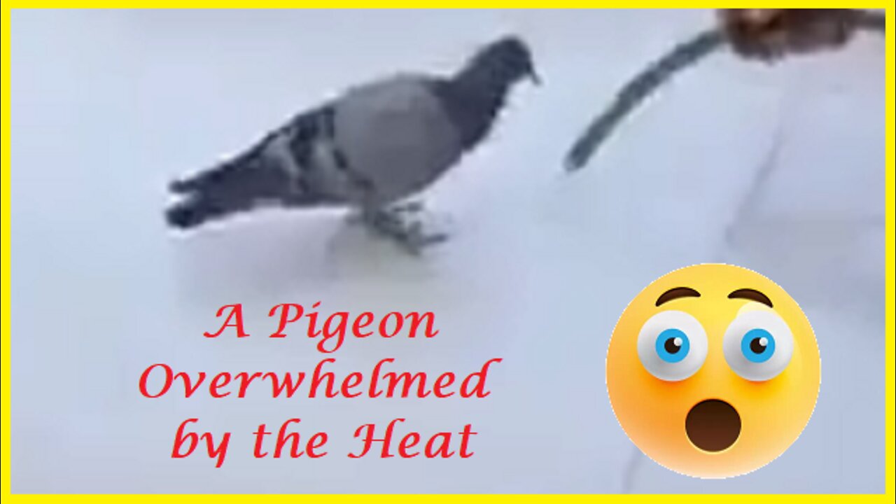 A Pigeon Overwhelmed by the Heat