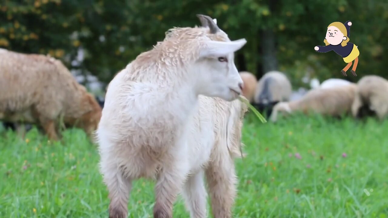 Cute animals, searching food