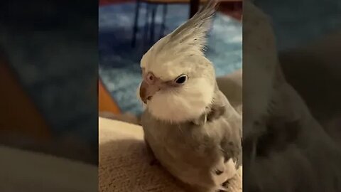 Funny And Cute Parrots 💗 Try not to laugh challenge 💗 #shorts #funny #cute #parrots #pets