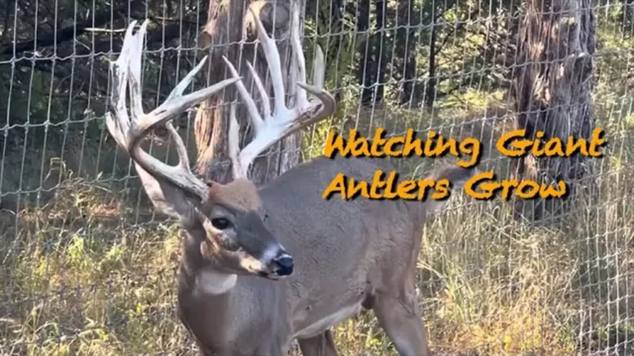 Watching Giant Deer Antlers Grow! Cosmetic Problems! September 30th