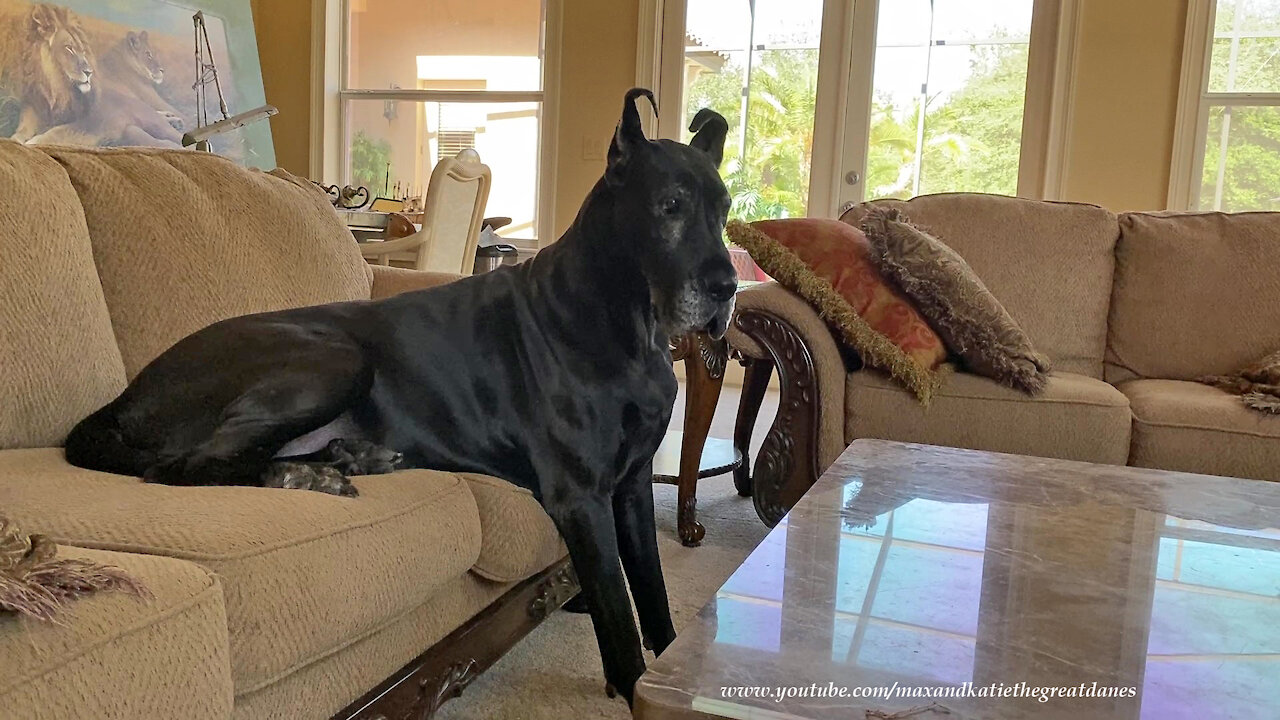 Great Dane is literally too big to sit on the sofa