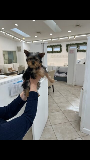 Camy Grace is a healthy 2.2 pound puppy