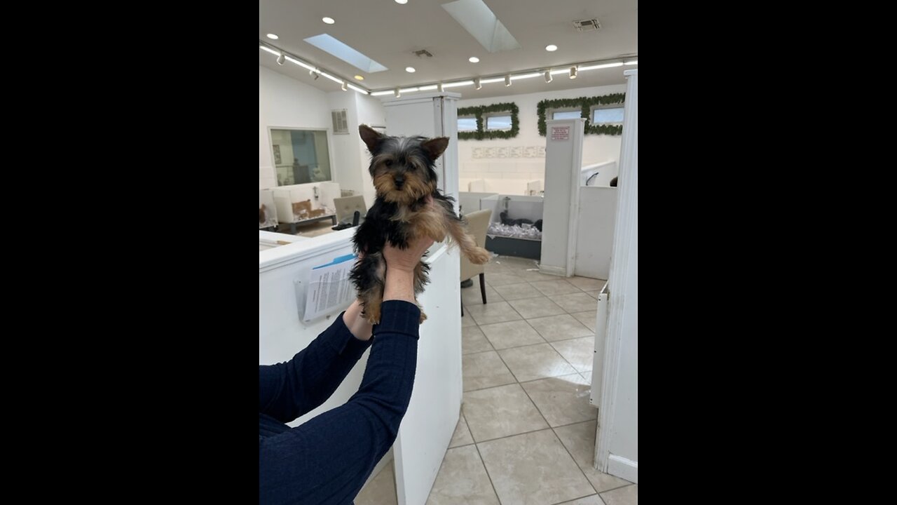 Camy Grace is a healthy 2.2 pound puppy