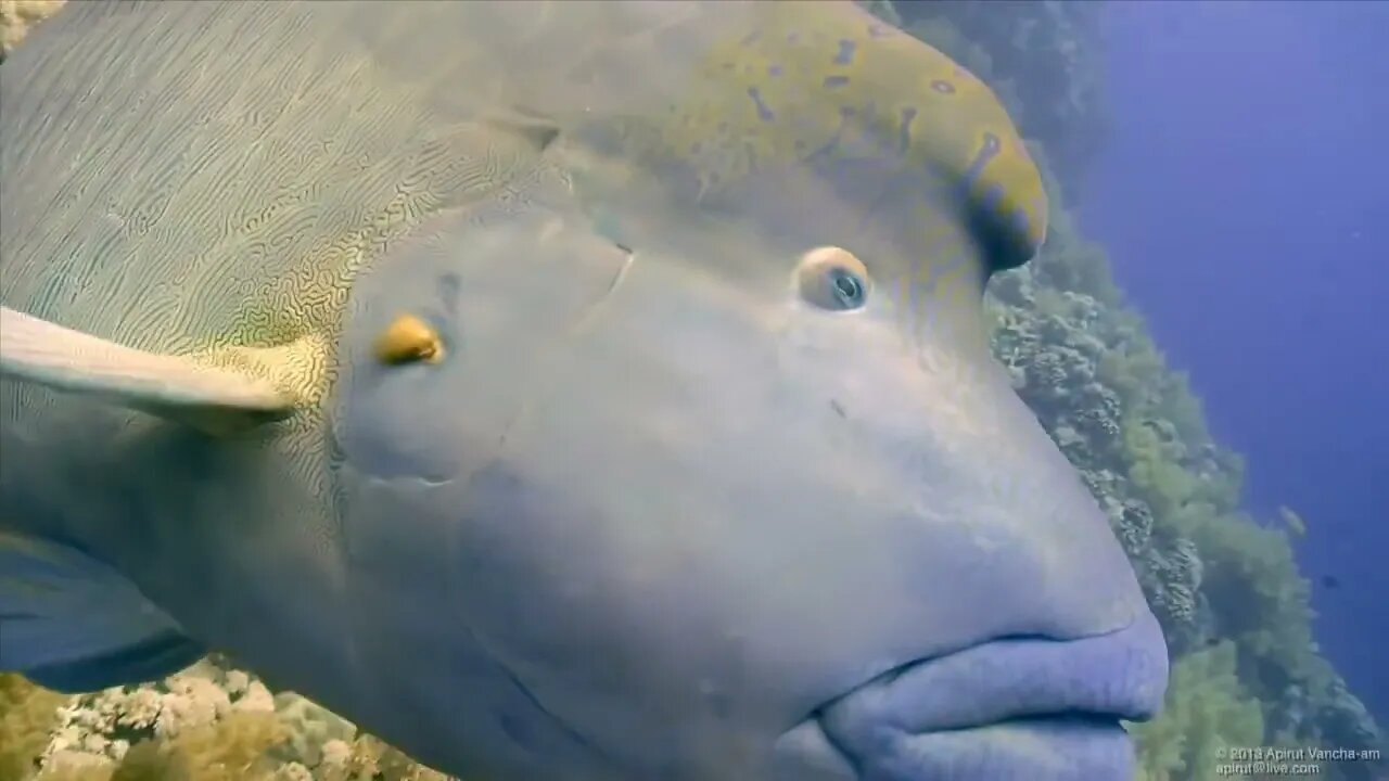 Beluga Whale is AMAZED by Tricks! | Funny Aquarium Videos