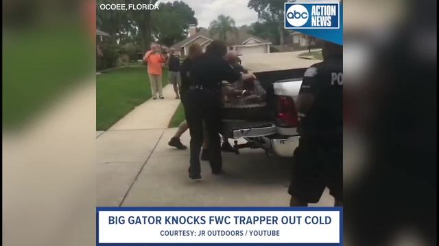 Feisty Florida alligator head-butts trapper in escape attempt