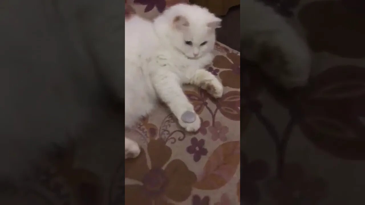 I can do it better..🐈🐾🪙 😅 #shorts #cat