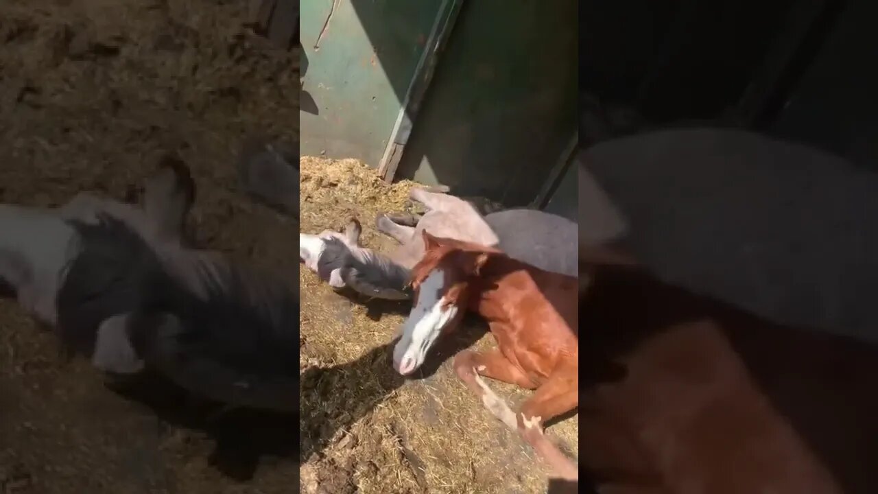 Cuddling Horses