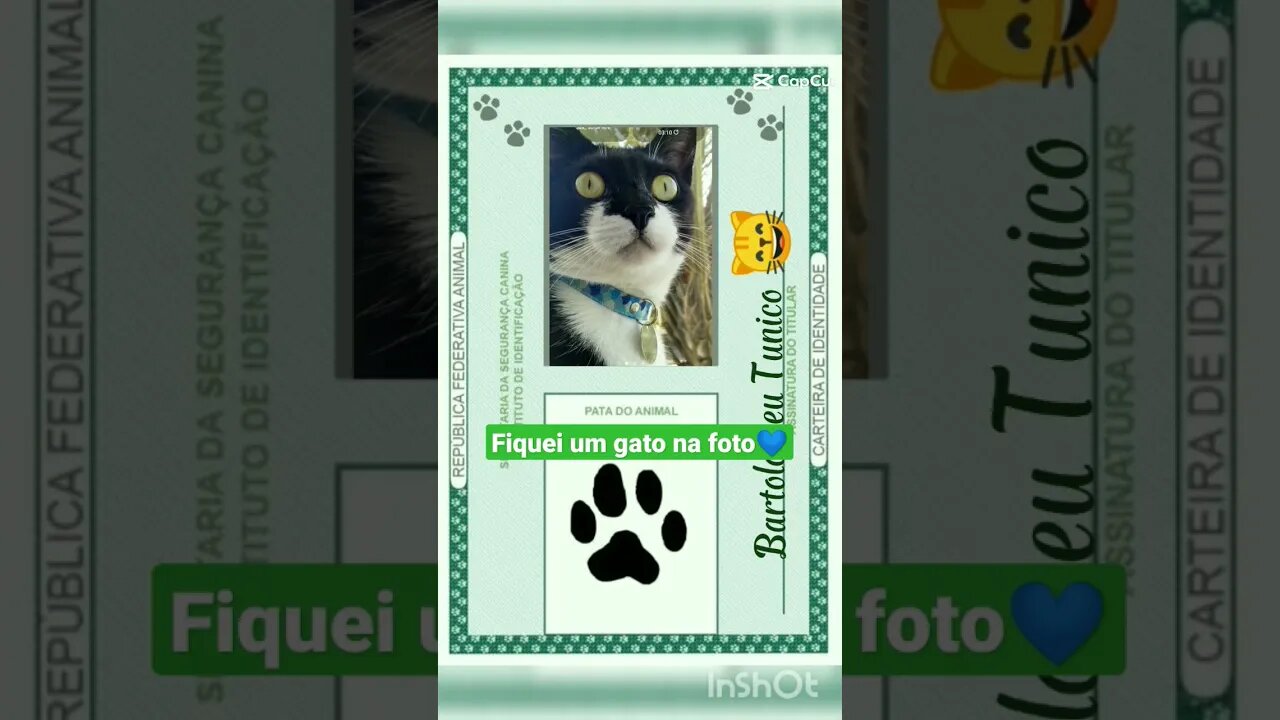 Gato faz carteira de identidade. Gato Bartolomeu Tunico tira carteira de registro. Gato engraçado 😸