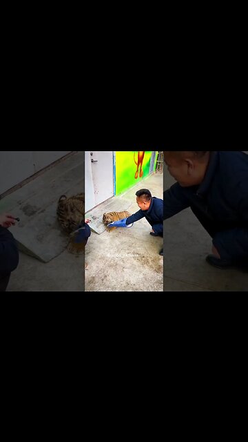 Golden Cat " i'm just a baby" #tiger