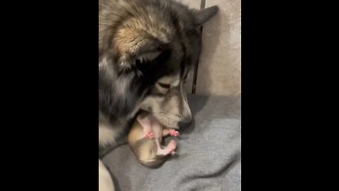 Husky Mom showing love to her puppy