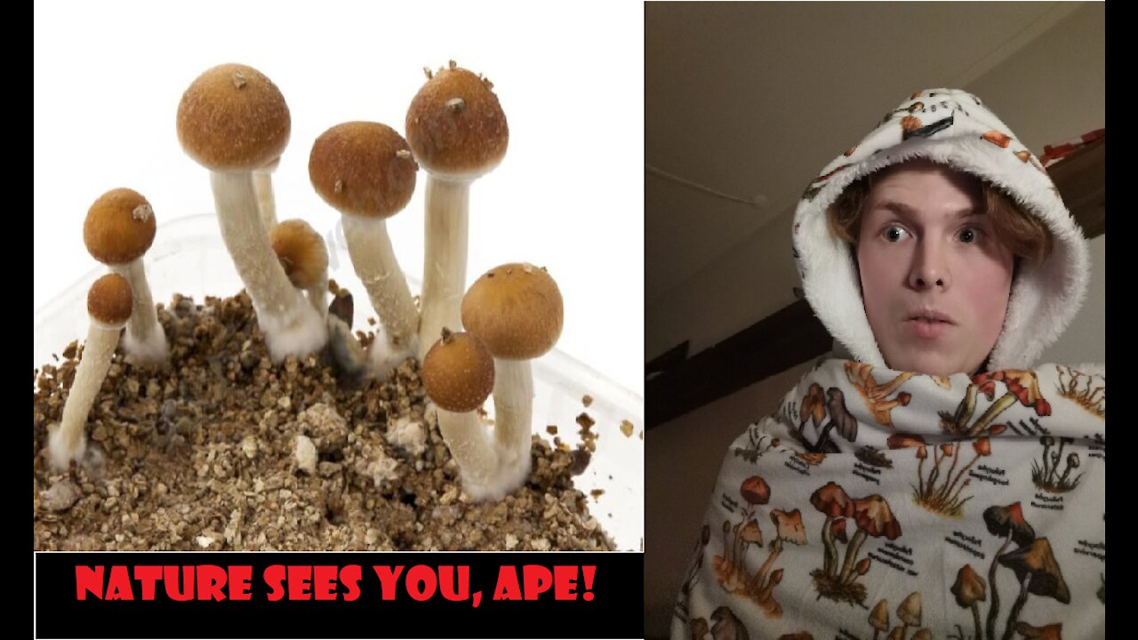 My In-Depth Mushroom Trip Report (6-7g)