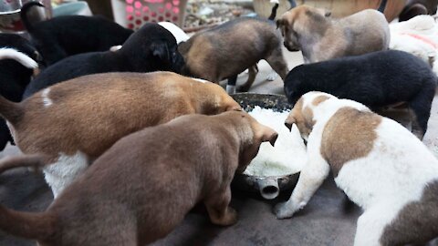 Cute Dogs and Babies🍗