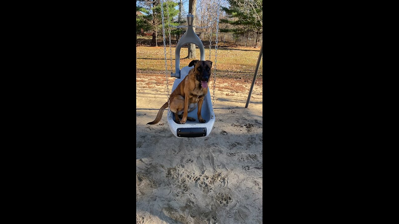 Belgian Malinois on baby swing