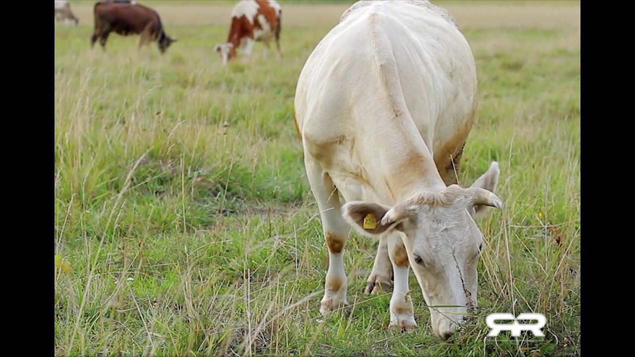 FARMERS TO GIVE LIVESTOCK mRNA SHOTS