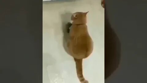 gato fazendo protesto