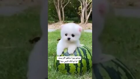 WHY.ARE.YOU.SO.CUTE??? #Puppy #Dogs #Shorts #Puppyvideo #Shortvideo #dog #doglover #cutedog #puppylo