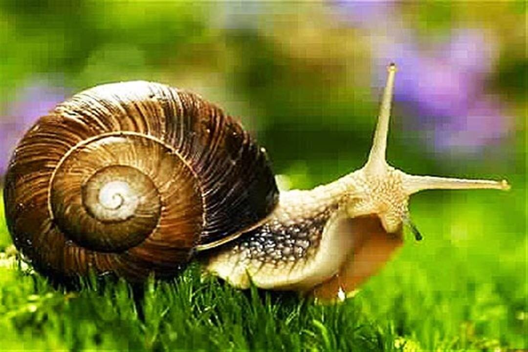 Largest Snail in the world Lifecycle very biggest