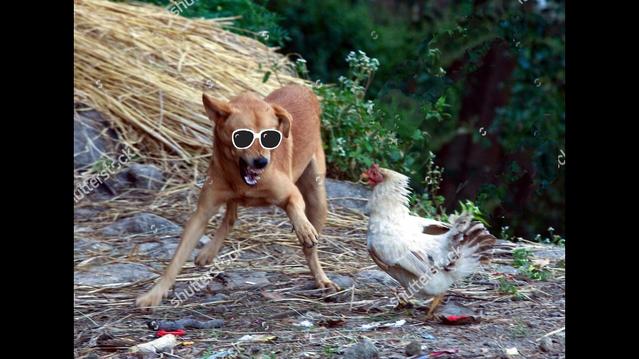 Dog vs Hen funny fighting