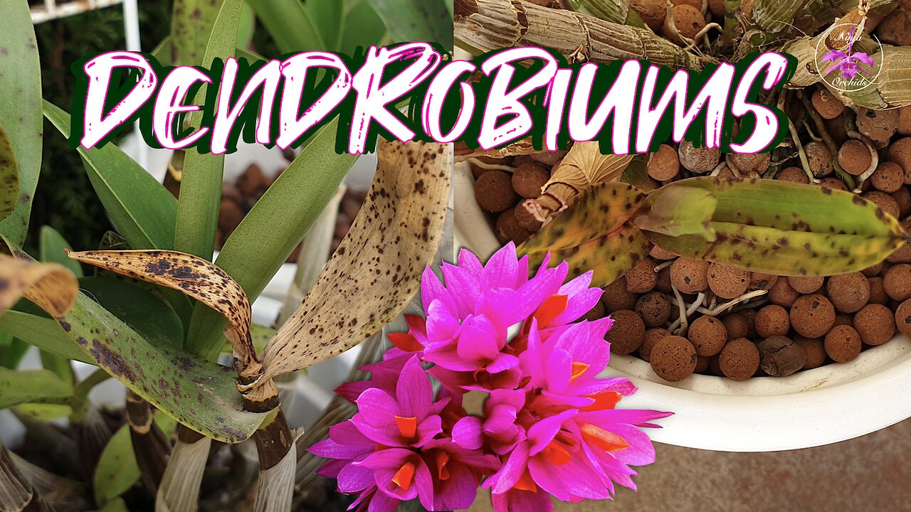 Dealing with Black Spots on Dendrobium Orchid Leaves | Tips for Prevention & Care #ninjaorchids