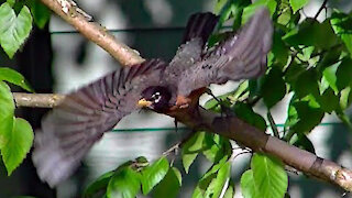 IECV NV #356 - 👀 American Robin In The Neighbors 🐦Tree Pruning And Relaxing 🐦5-27-2017