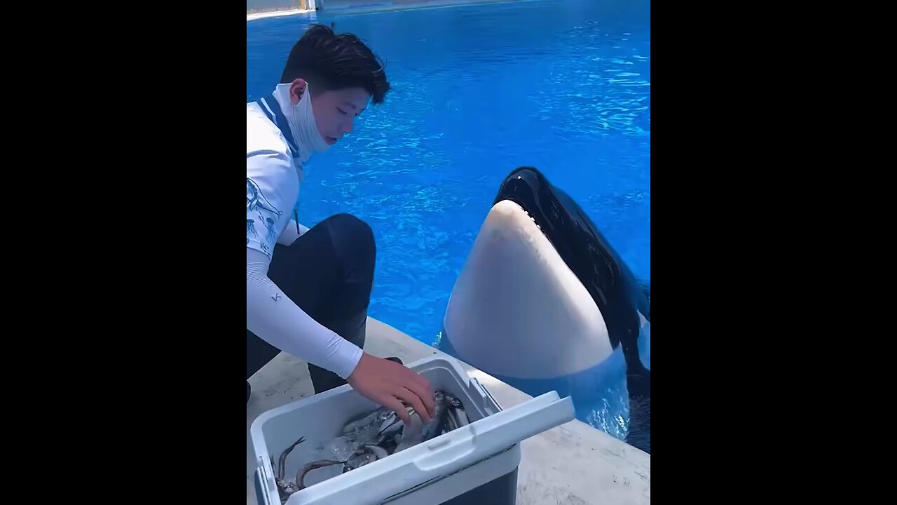 feeding a whale 👌