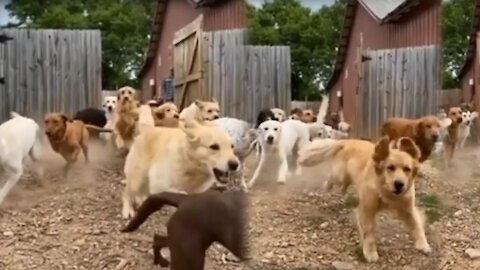 A beautiful video of a pack of dogs running fast 2021