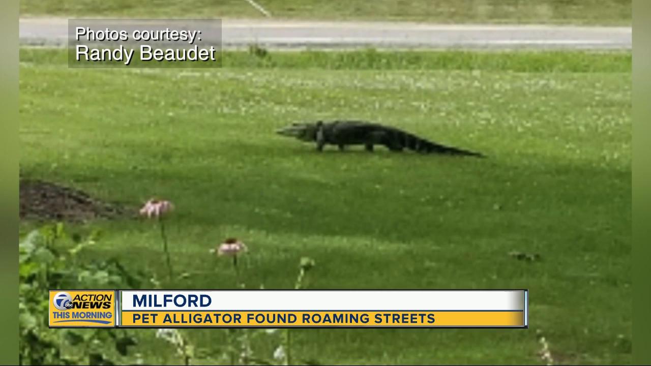 Escaped pet alligator found roaming around Milford