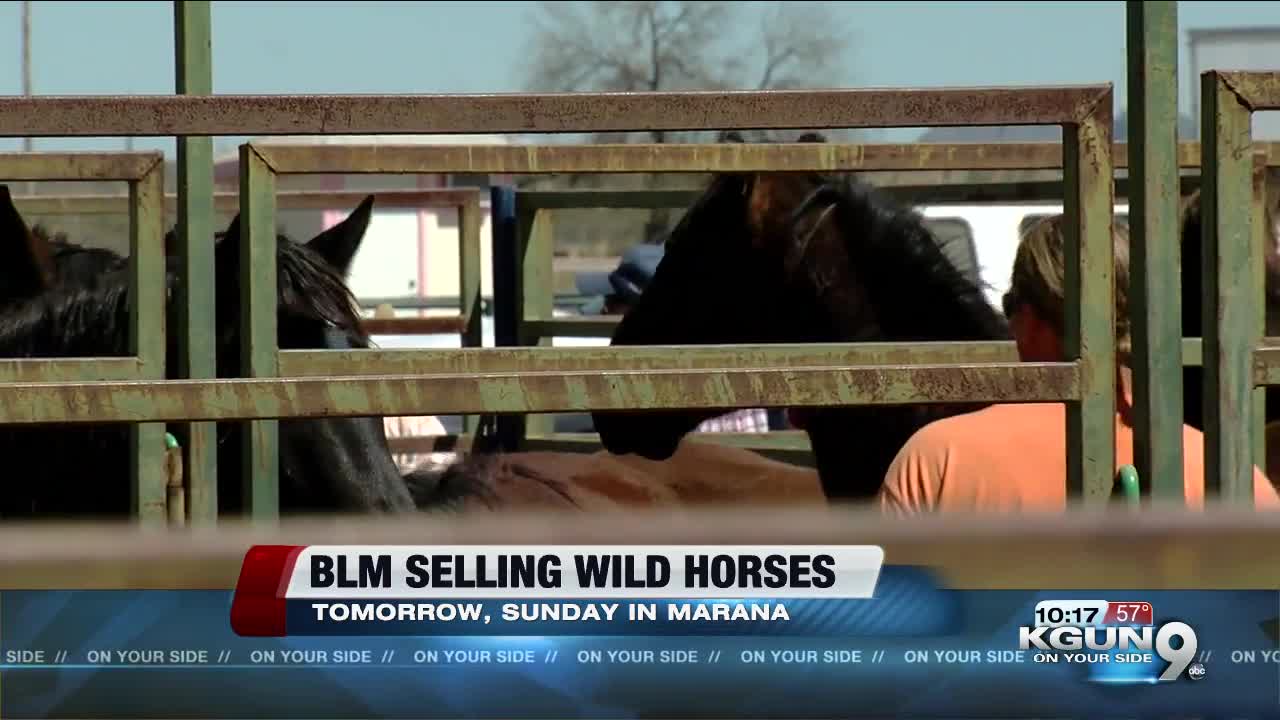 Trying to find good homes for wild horses and burros.