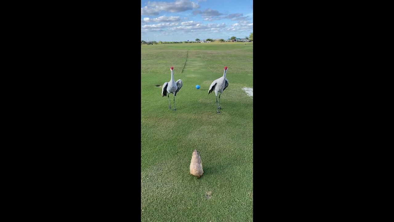 Groundhog and sand cranes