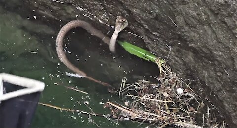 The King Cobra Is Not Interested In Getting Rescued By A Human #ViralHog.