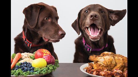 What is a perfect Diet For your Dog? Dog Health Care Ep. 1