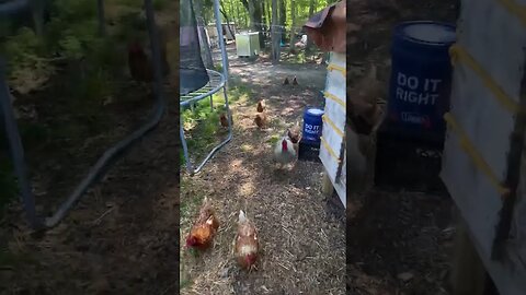 Chicken feeding time! They come running! #homestead #offgrid #freerangechickens