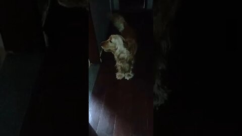 #dogshow , #animals , #dog , #shorts