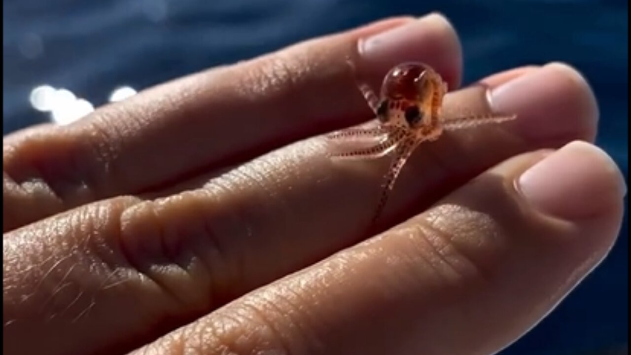 "A Day in the Life of an Adorable Baby Octopus"