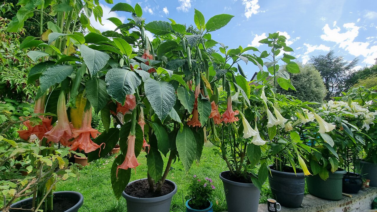 Investigate Nature (My Garden)