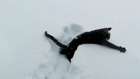 Cute Little Kitten Discovering Snow For The First Time