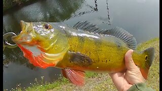 Peacock Bass Party on the Side of the Road!!!