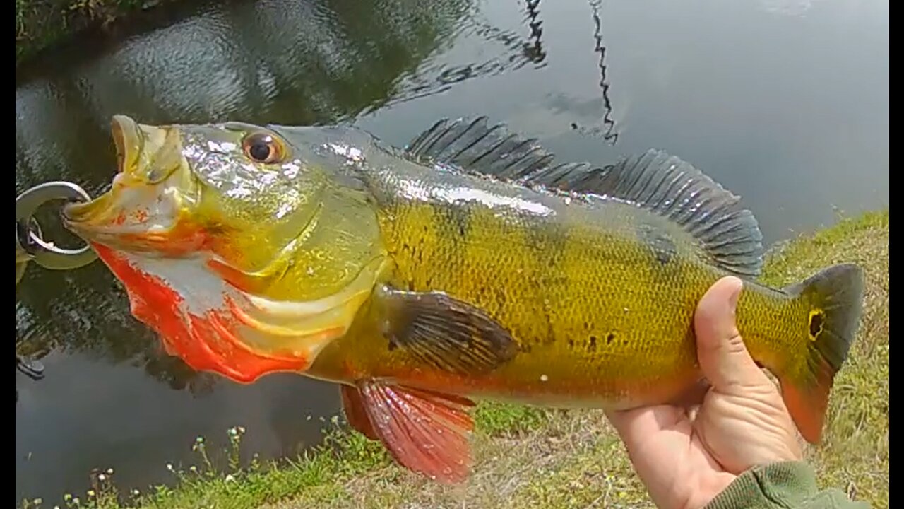 Peacock Bass Party on the Side of the Road!!!