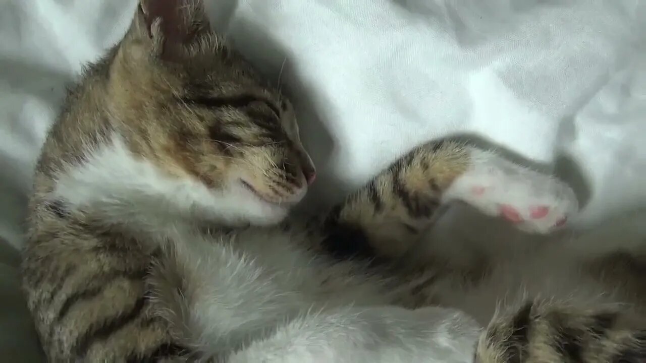 Cute Little Cat Shows Us His Sharp Teeth