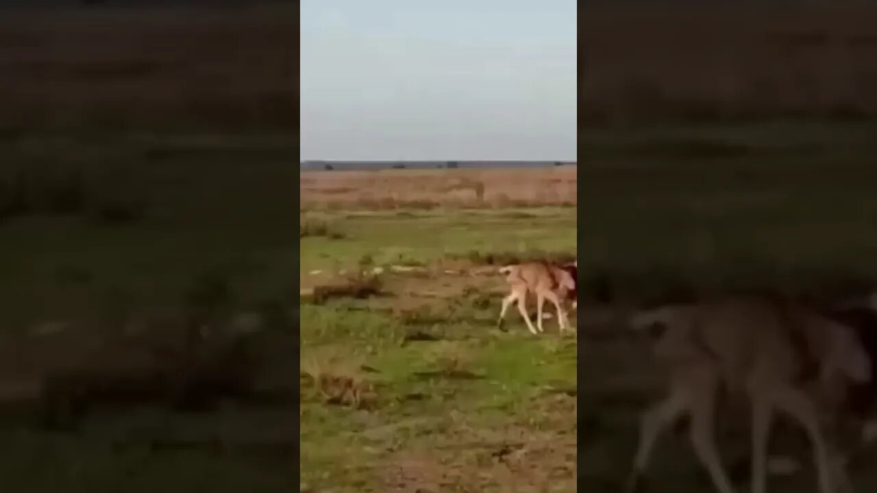 Baby wildebeest walk side by side with Lion 😱😳🦁🦌🙀 #shorts