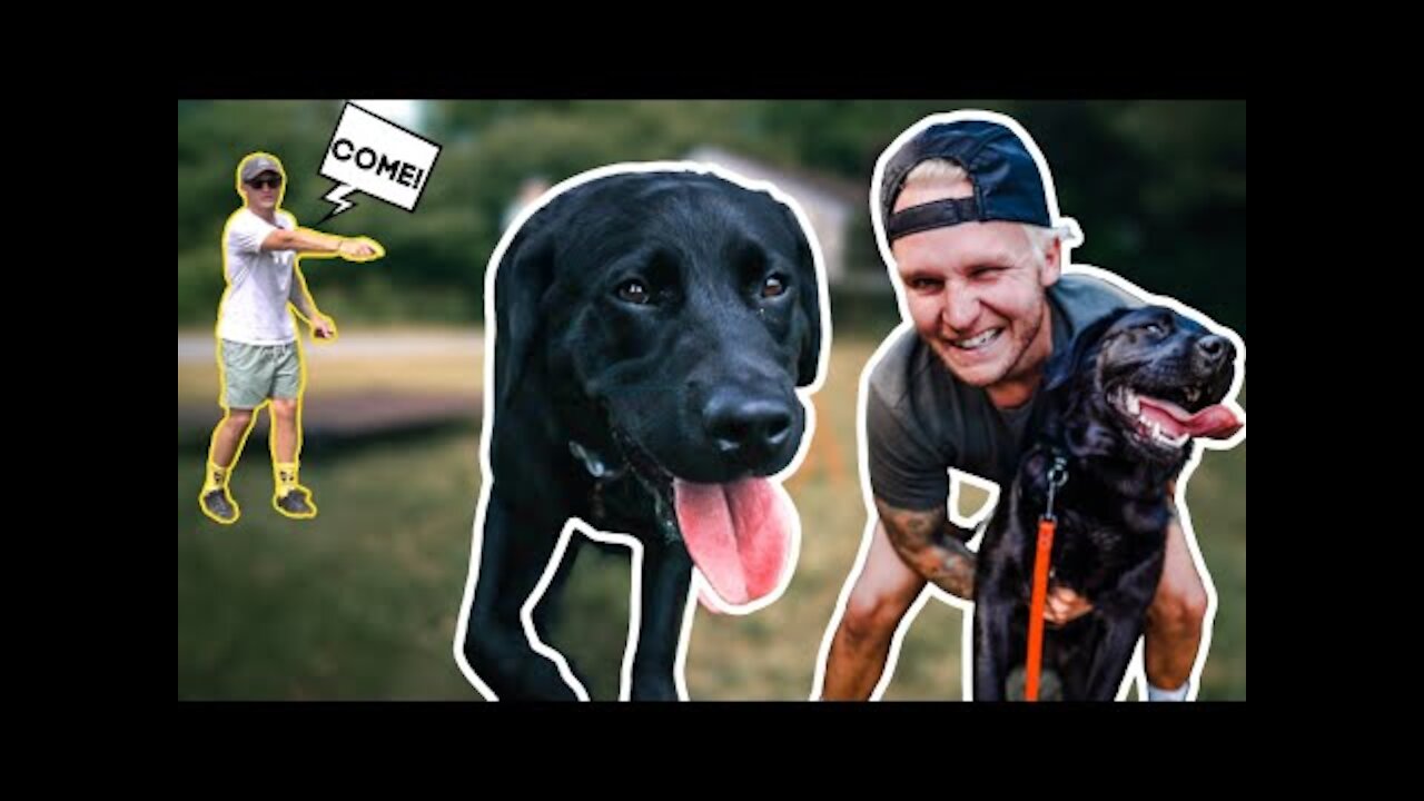 HOW TO SAFELY TRAIN YOUR DOG COMPLETELY OFF THE LEASH!