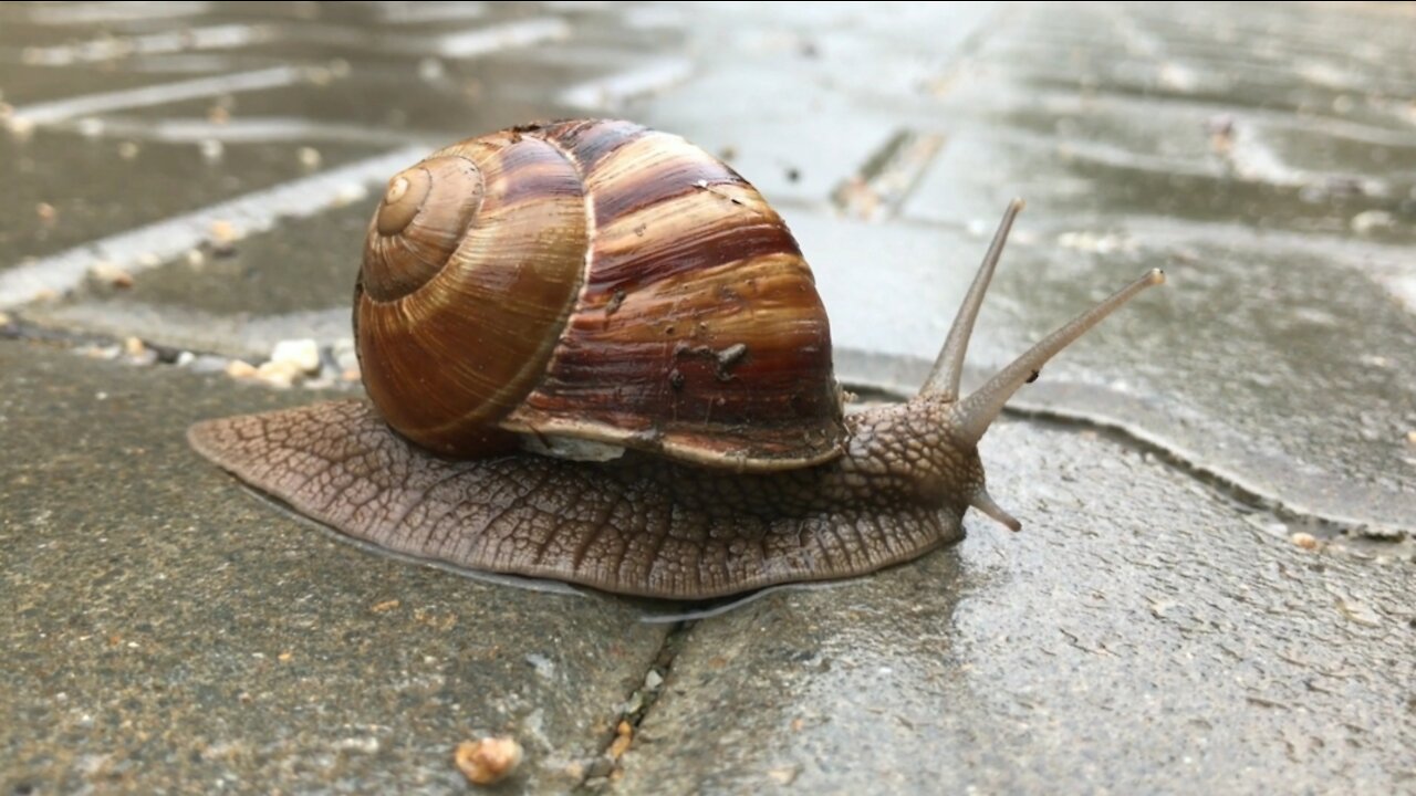 When Snail Walking 4K Video