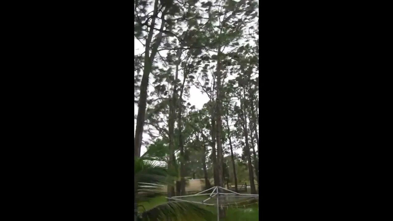 My weekend in short clips. #5 #hurricane #hurricaneseason #trees #storm #florida #hurricaneian