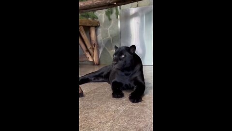 Jaguar Richard's hunt captured at Leningrad Zoo