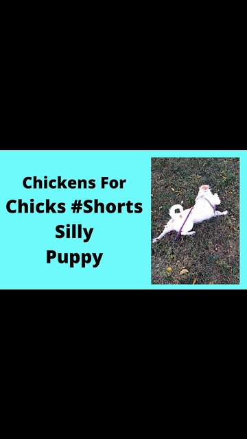 Cola Silly Puppy On a Walk #Shorts