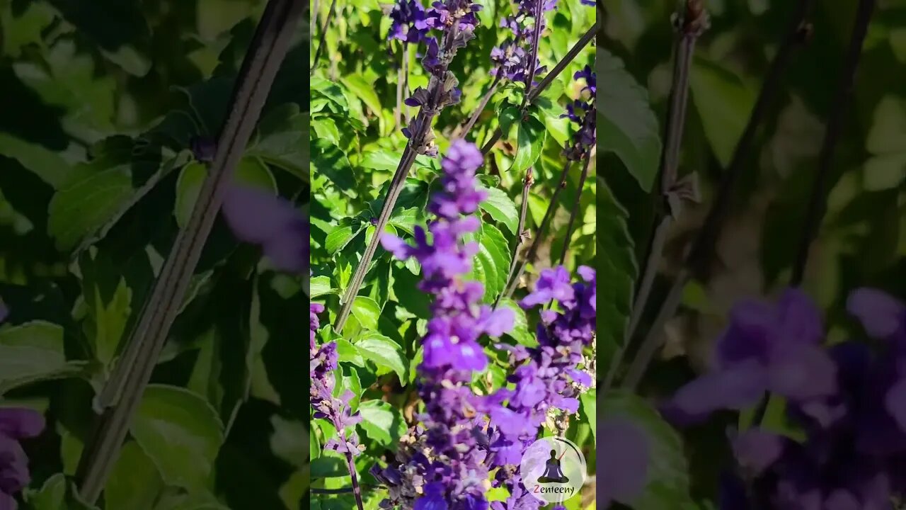 Soothing Violet Flowers & Honey Bees 🐝 Relaxing Nature Shorts 🌸🎵 #nature #flower