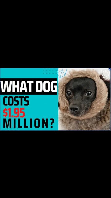 World’s most expensive dog? Pup sold for $2 million#shorts
