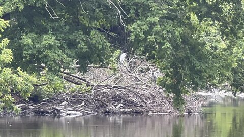 White Egret hanging out