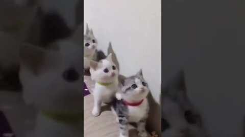 Funny and Cute Cat Compilation #shorts #cats
